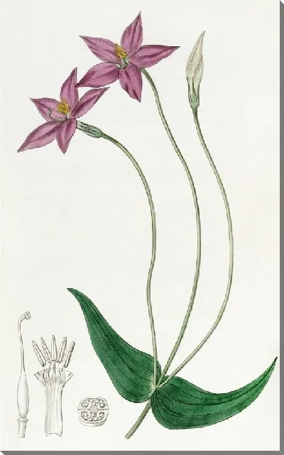 Картина Хирония длинностебельная (1815-1819)