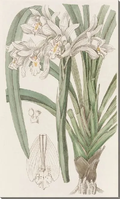 Картина Цимбид мастер (1815-1819)