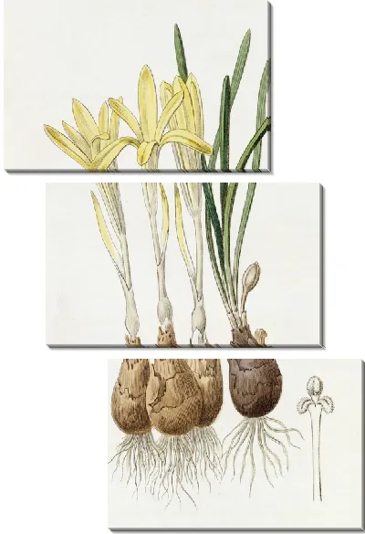 Картина Штернбергия луговая шафраноцветковая (1815-1819)