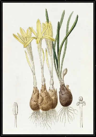 Картина Штернбергия луговая шафраноцветковая (1815-1819)