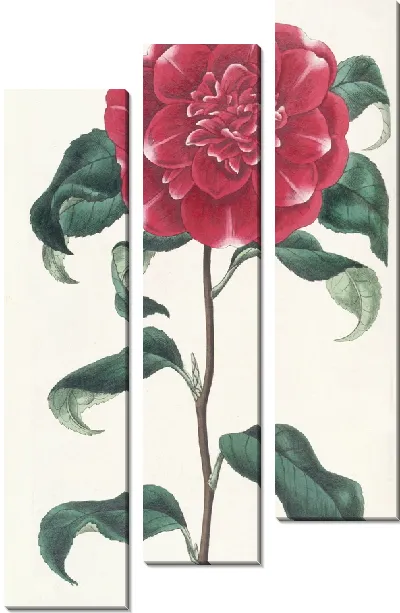 Картина Багровая камелия мистера Ривза (1815-1819)