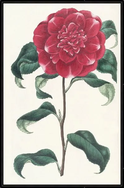 Картина Багровая камелия мистера Ривза (1815-1819)