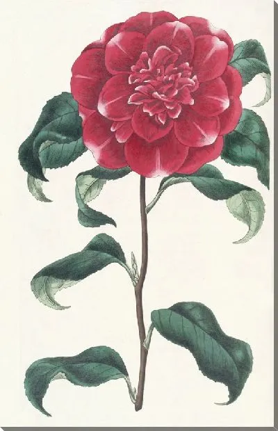 Картина Багровая камелия мистера Ривза (1815-1819)