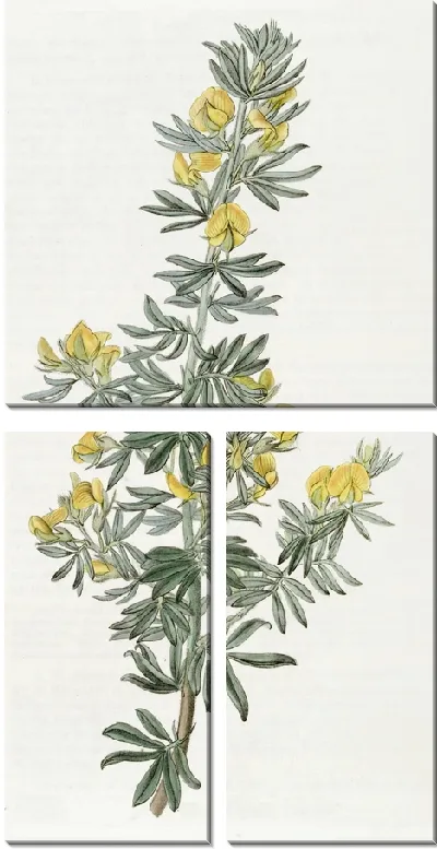 Картина Адесмия г-на Лаудона (1815-1819)