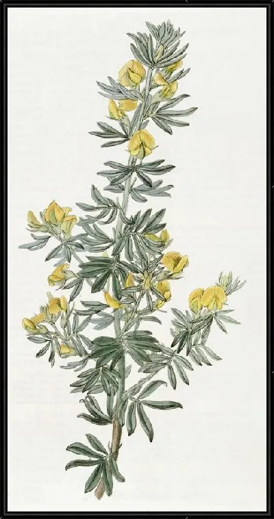 Картина Адесмия г-на Лаудона (1815-1819)