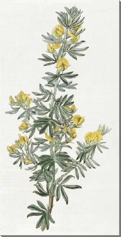 Картина Адесмия г-на Лаудона (1815-1819)