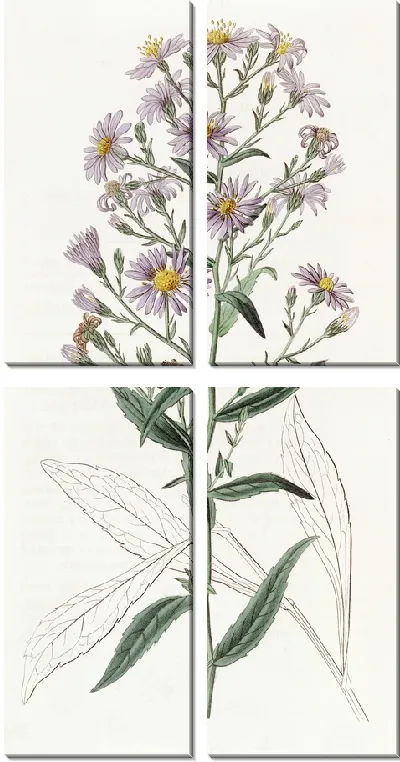 Картина Аккуратная Астра (1815-1819)