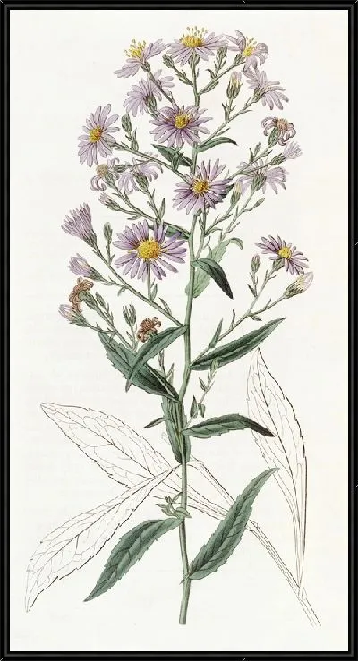 Картина Аккуратная Астра (1815-1819)