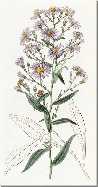 Картина Аккуратная Астра (1815-1819)