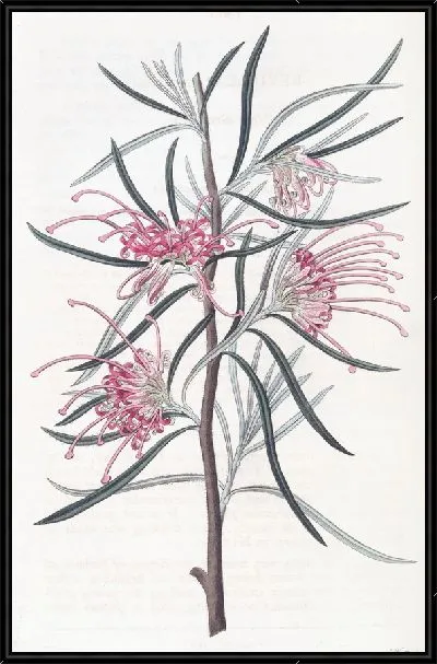 Картина Аккуратная Гревиллея (1815-1819)