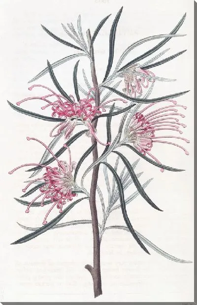 Картина Аккуратная Гревиллея (1815-1819)