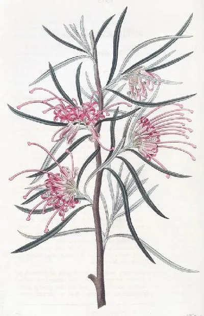 Картина Аккуратная Гревиллея (1815-1819)