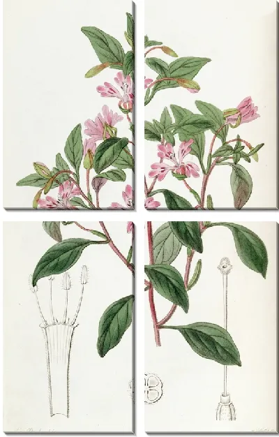 Картина Аккуратный Эухаридий (1815-1819)