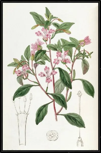 Картина Аккуратный Эухаридий (1815-1819)