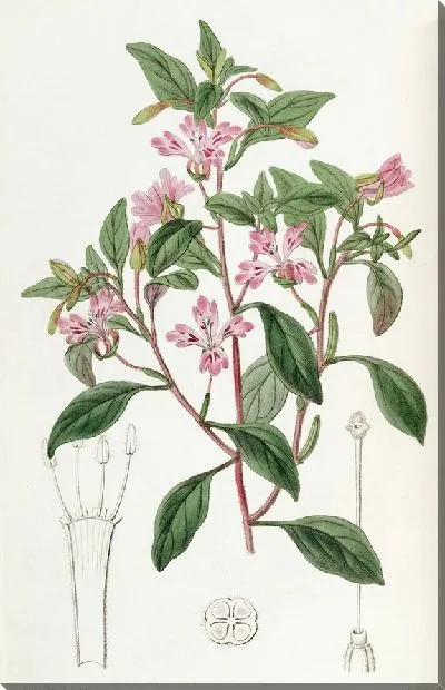 Картина Аккуратный Эухаридий (1815-1819)