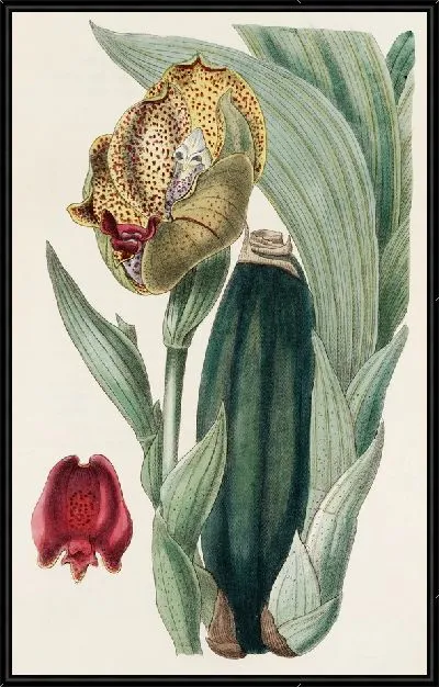 Картина Ангулоа г-на Ракера (1815-1819)