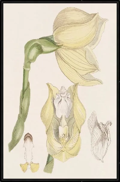 Картина Ангулоа мистера Клоуза (1815-1819)