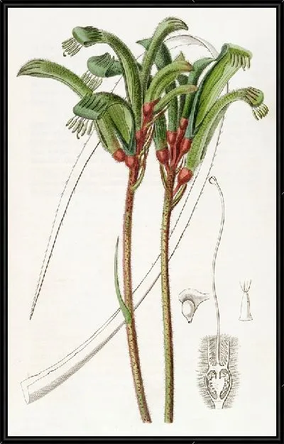 Картина Анигозантус Манглезианский узколистный (1815-1819)