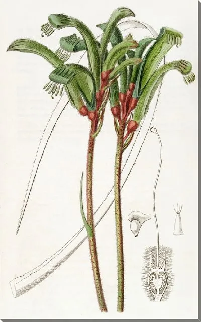 Картина Анигозантус Манглезианский узколистный (1815-1819)