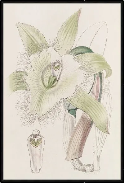 Картина Брасавола мистера Дигби (1815-1819)