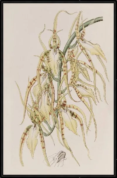 Картина Брассия миссис Лоуренс (1815-1819)