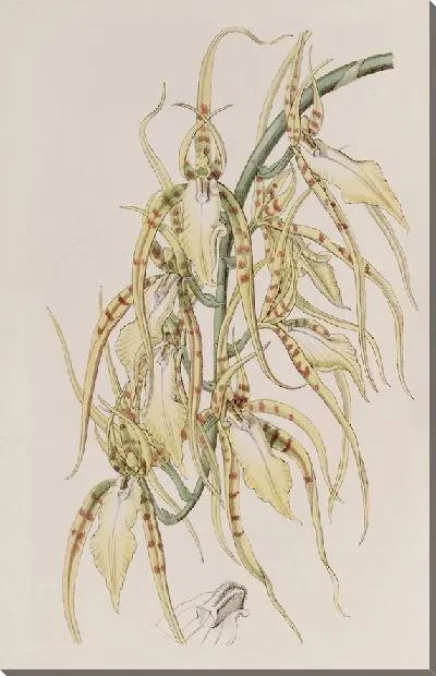 Картина Брассия миссис Лоуренс (1815-1819)