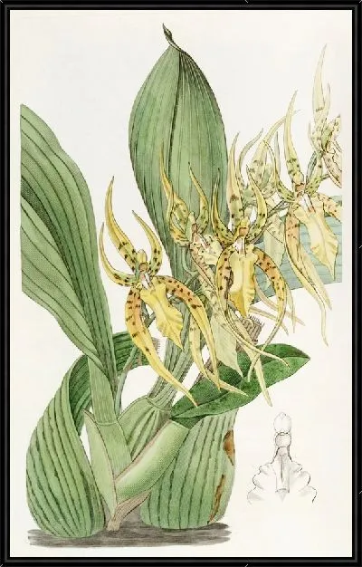 Картина Брассия мистера Ланса (1815-1819)