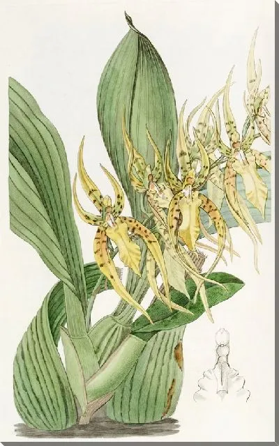 Картина Брассия мистера Ланса (1815-1819)