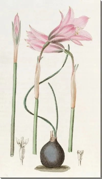 Картина Габрантус тонколистный мистера Бута (1815-1819)