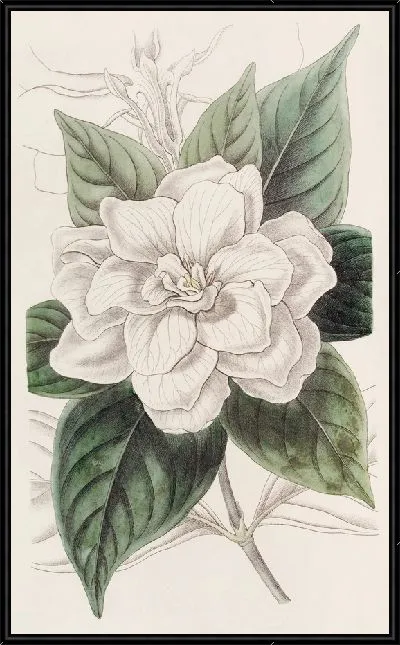 Картина Гардения мистера Фортуны (1815-1819)