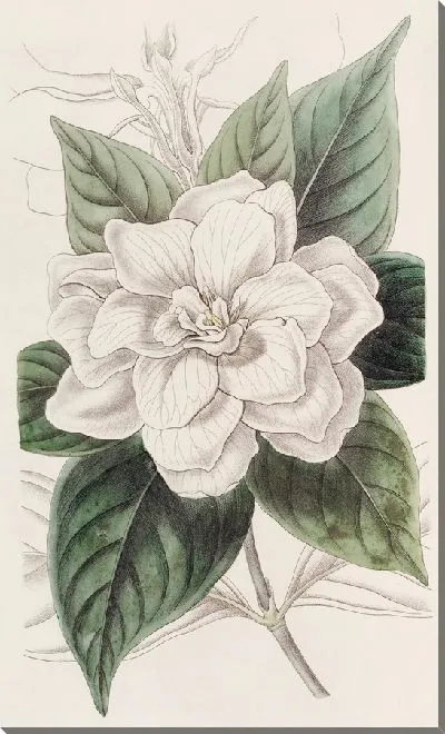 Картина Гардения мистера Фортуны (1815-1819)