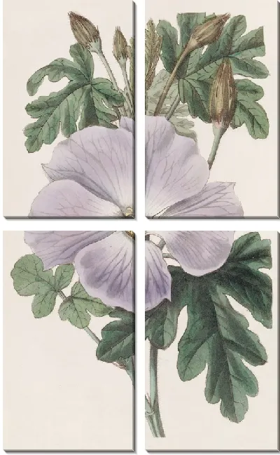 Картина Гибискус миссис Рэй (1815–1819)