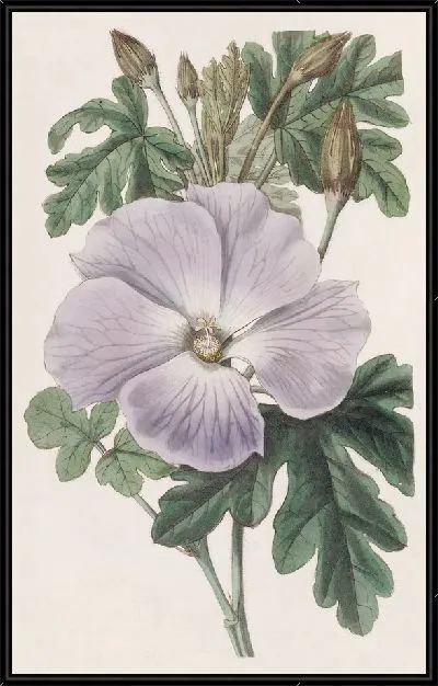 Картина Гибискус миссис Рэй (1815–1819)