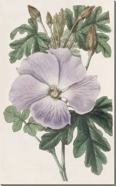 Картина Гибискус миссис Рэй (1815–1819)