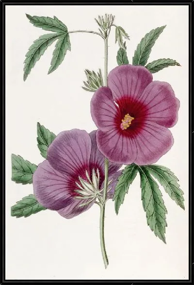 Картина Гибискус мистера Линдли (1815-1819)