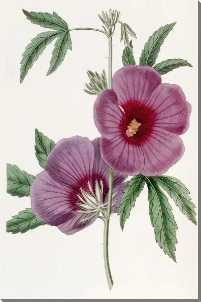 Картина Гибискус мистера Линдли (1815-1819)