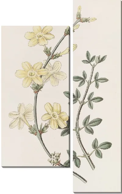 Картина Голоцветковый Жасмин (1815-1819)