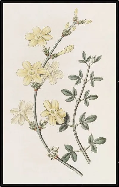 Картина Голоцветковый Жасмин (1815-1819)
