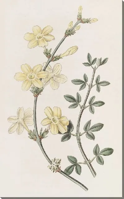 Картина Голоцветковый Жасмин (1815-1819)