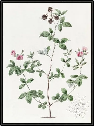 Картина Гомфолобий мистера Найта (1815-1819)
