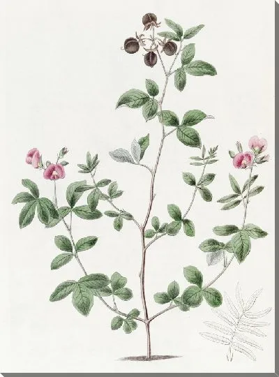 Картина Гомфолобий мистера Найта (1815-1819)