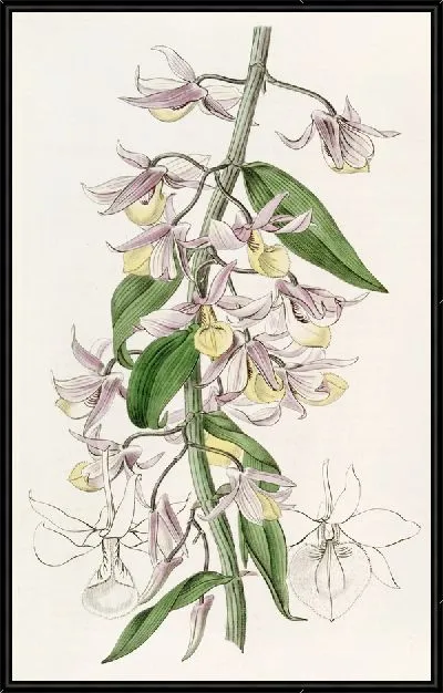 Картина Дендробиум г-на Пьерара (1815-1819)