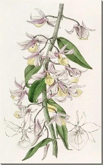 Картина Дендробиум г-на Пьерара (1815-1819)