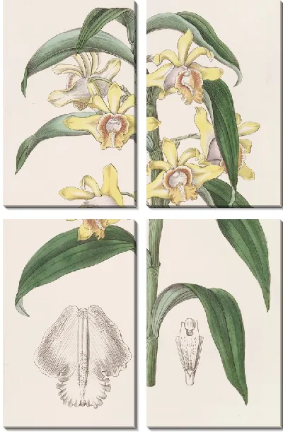 Картина Дендробиум мистера Ракера (1815-1819)