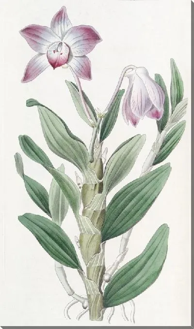 Картина Дендробиум на ожерелье (1815-1819)