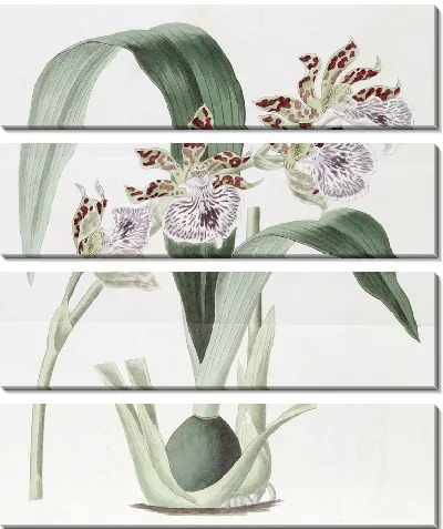 Картина Евлофия мистера Маккея (1815-1819)