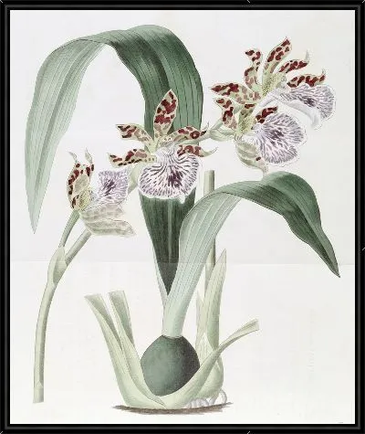 Картина Евлофия мистера Маккея (1815-1819)