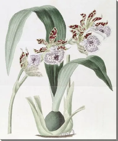 Картина Евлофия мистера Маккея (1815-1819)