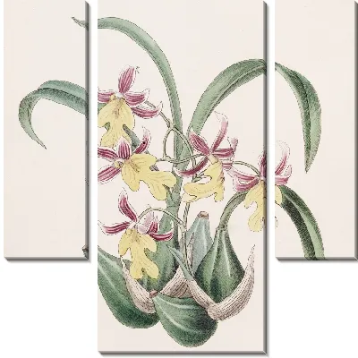 Картина Зубной язык мистера Уорнера (1815–1819)