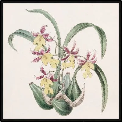 Картина Зубной язык мистера Уорнера (1815–1819)